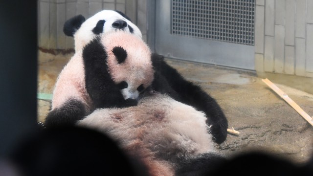 Panda xiang xiang (Foto: AFP/Pool/Toru Yamanaka )