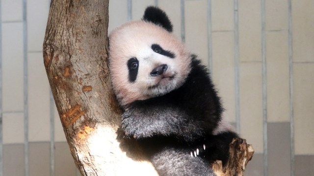 Panda xiang xiang (Foto: AFP/Pool/Yoshikazu Tsuno)