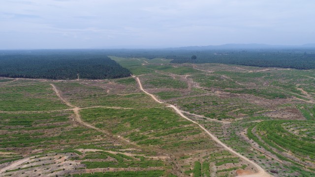 Perkebunan Kelapa Sawit Asian Agri. (Foto: Jafrianto/kumparan)