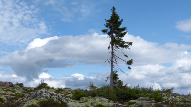 Old Tjikko-Pohon Klonal Tertua di Dunia (Foto: Youtube/Travelling)