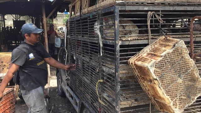 Pedagang Unggas Pasar Bebek Marunda Direlokasi (Foto: Fachrul Irwinsyah/kumparan. )