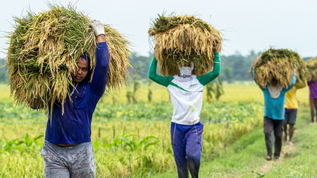 Buruh tani memanggul padi (Foto: ANTARA FOTO/Aji Styawan)