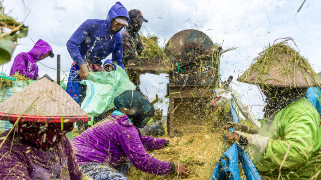 Buruh tani merontokkan padi saat panen raya (Foto: ANTARA FOTO/Aji Styawan)