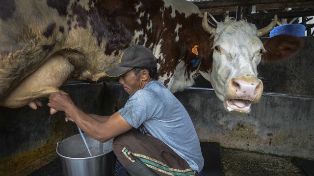 Produksi susu sapi perah menurun (Foto: Antara/Raisan Alfarisi)