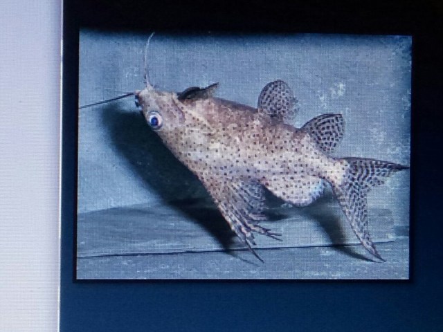 Ikan Synodontis Eupterus (Foto: IPB)