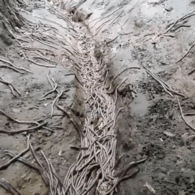 Cacing tanah di jalur pendakian Gunung Argopuro (Foto: Instagram/@pendakicantik)