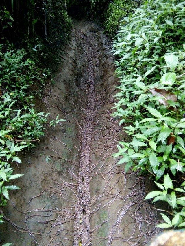 Cacing tanah di jalur pendakian Gunung Argopuro (Foto: Abdullah Rozzaq)