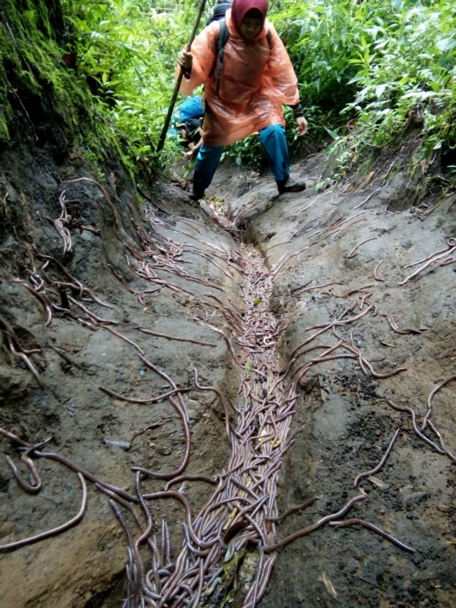 Cacing tanah di jalur pendakian Gunung Argopuro (Foto: Abdullah Rozzaq)