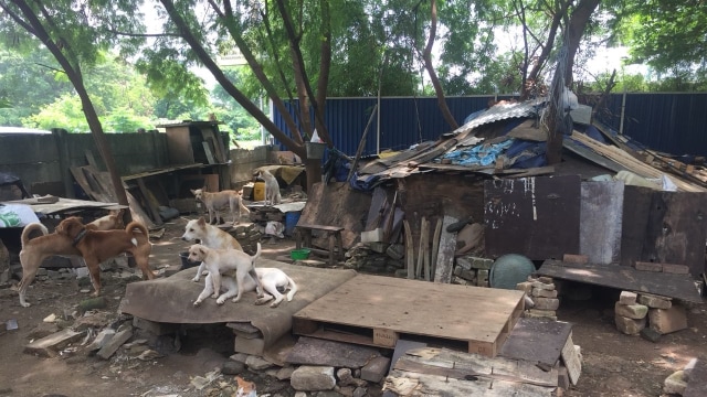 Rumah dengan 26 ekor anjing peliharaan (Foto: Mirsan/kumparan)