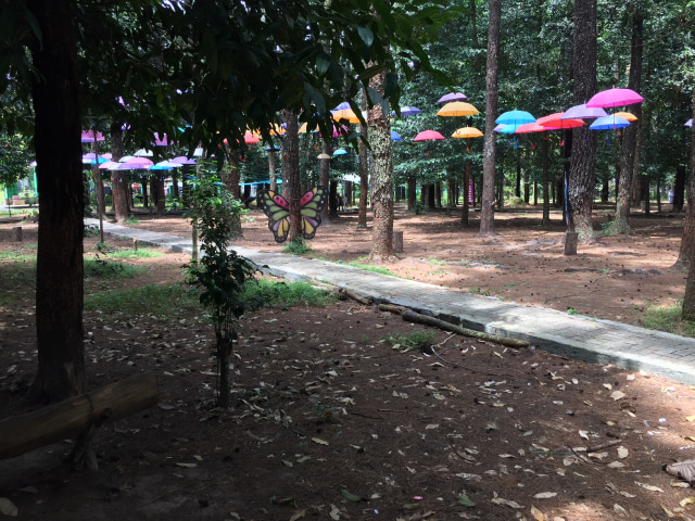 Teduhnya 'Hutan Kota Pinus Mentaos I' di Banjarbaru  (4)