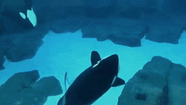 Orca di Akuarium (Foto: Giphy)