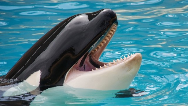 Paus pembunuh atau orca. Foto: Schmid-Pixabay