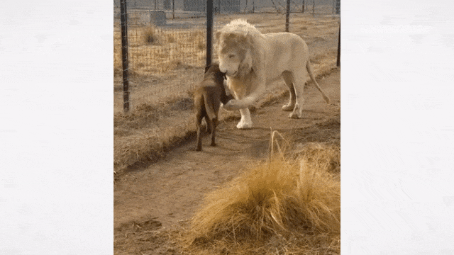 Singa bersalaman dengan anjing. (Foto: Instagram @blackjaguarwhitetiger)