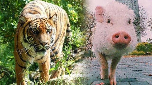 Ilustrasi persahabatan harimau dan babi (Foto: Pixabay & Instagram/@christopher_the_pig)