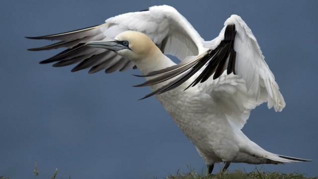 Burung Gannet  (Foto: AFP/Oli Scarff)
