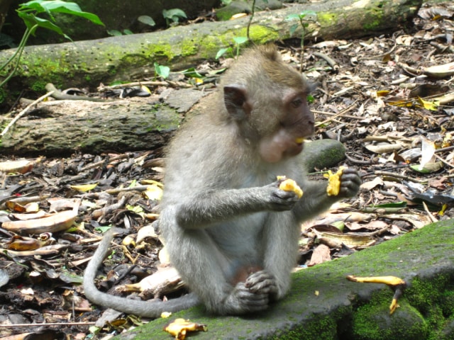 Monyet di Sacred Monkey Forest Sanctuary (Foto: Flickr/Annie Mole)