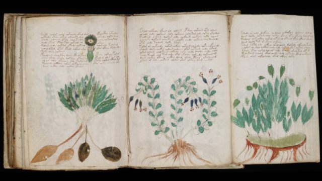 Manuskrip Voynich (Foto: Beinecke Rare Book & Manuscript Library, Yale University)