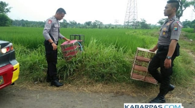 Resahkan Warga Polisi Bubarkan Balap Burung Dara Kumparan Com