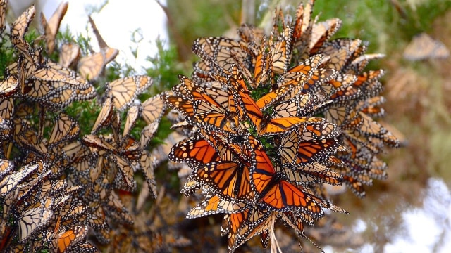 Butterfly Monarch (Foto: Flickr @Michael Yang Photography)
