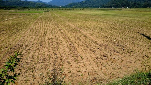 Lahan Pertanian  di Sumatera  Barat Terancam Kekeringan 