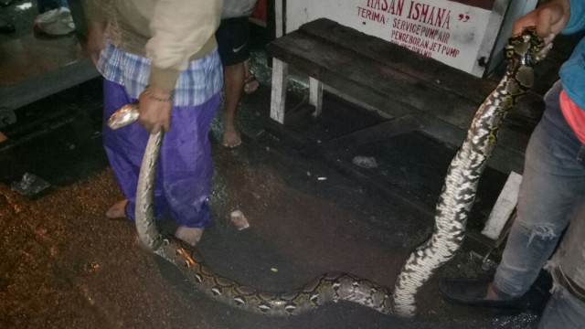Penemuan ular saat banjir di Kampung Pulo. Foto: Dok. Istimewa