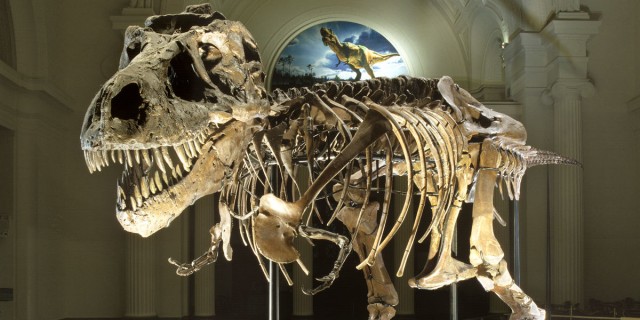 SUE the T. rex. (Foto: Field Museum)