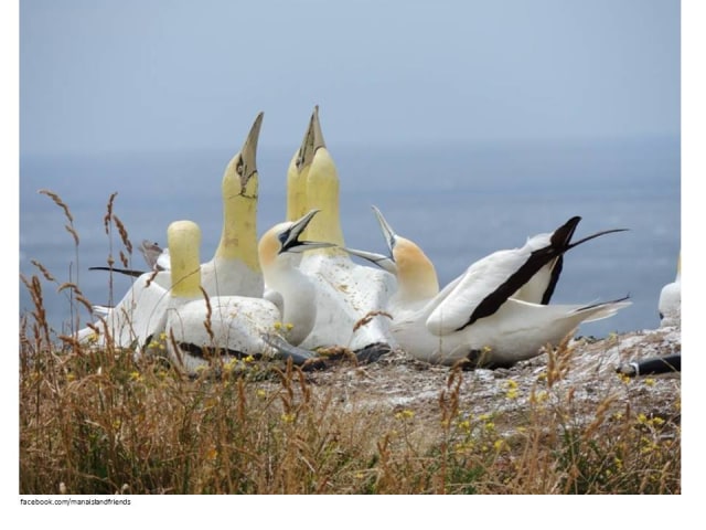 Nigel Burung Laut Paling Kesepian Di Dunia Tutup Usia Di Samping