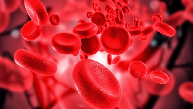 Ilustrasi pembuluh darah (Foto: Shutterstock)