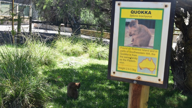 Quokka di Perth (Foto: Muhammad Iqbal/kumparan)