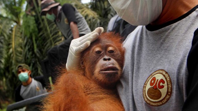 Evakuasi orangutan Sumatera. (Foto: Antara/Septianda Perdana)