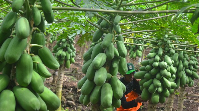 5 Makanan yang Bisa Percepat Kontraksi Persalinan (41733)