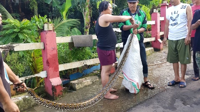 Ular sanca ditemukan warga di Jaksel. (Foto: Dwi Sapta)