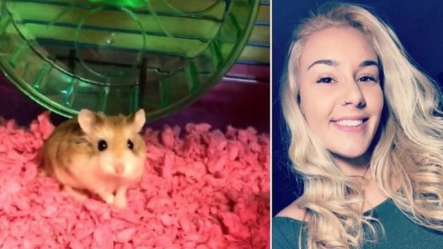 Hamster ditolak masuk ke pesawat dibuang ke toilet (Foto: Others/twitter @barstoolsports)