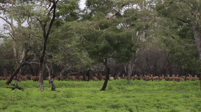 Banteng Jawa Dan Ayam Merak Jadi Ikon Satwa Di Taman