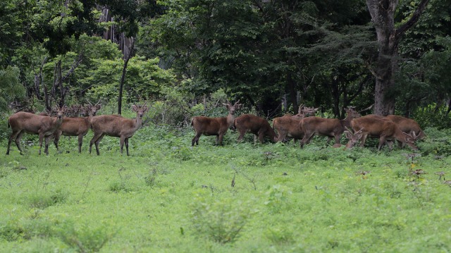 Rusa di Taman Nasional Baluran (Foto: Aditia Noviansyah/kumparan)