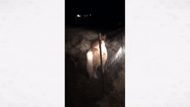 Aksi lucu anjing tunggangi kuda poni. (Foto: Facebook/Callie Schenker)