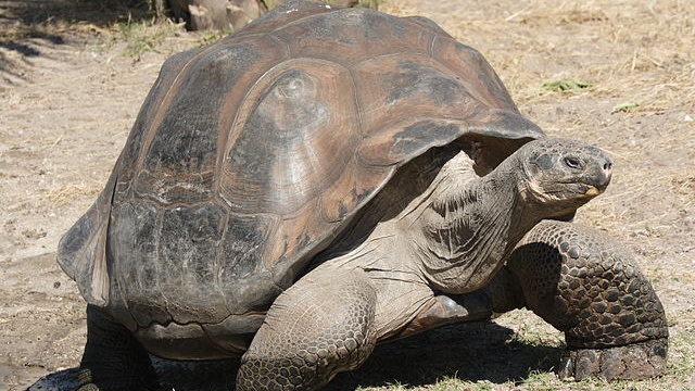 Kura-kura Galapagos, hewan asli di Galapagos. Foto: Matthew Field via Wikimedia Commons