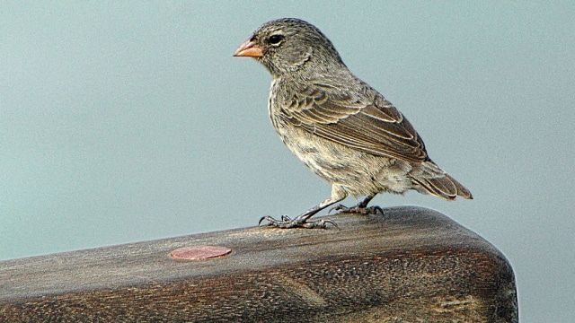 Salah satu jenis Darwin's finch (Foto: Cayambe via Wikimedia Commons)