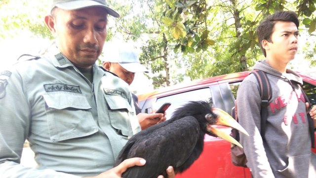 Komandan Kodum serahkan 4 satwa dilindungi. (Foto: Zuhri Noviandi/kumparan)