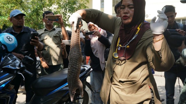 Komandan Kodum serahkan 4 satwa dilindungi. (Foto: Zuhri Noviandi/kumparan)