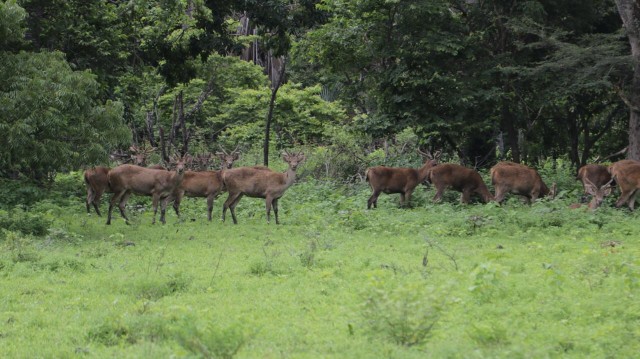 Bercengkerama dengan Satwa di Taman Nasional Baluran dan Pantai Bama (1)