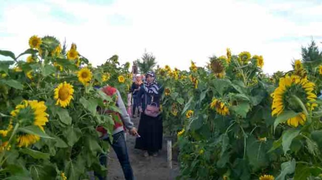 Taman Bunga Matahari Kulonprogo Jadi Primadona Anak Muda Yogyakarta Kumparan Com