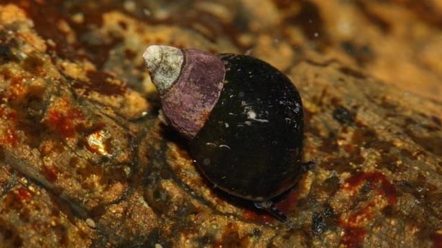 Siput laut checquered periwinkle (Foto: Walter Siegmund/Wikimedia Commons)