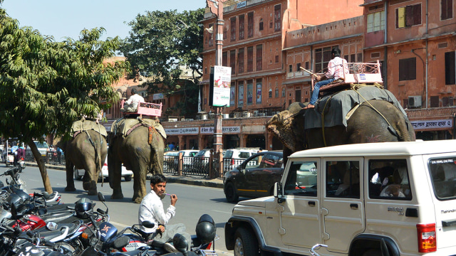 Hewan berkeliaran di jalanan Jaipur (Foto: Nur khafifah/kumparan)