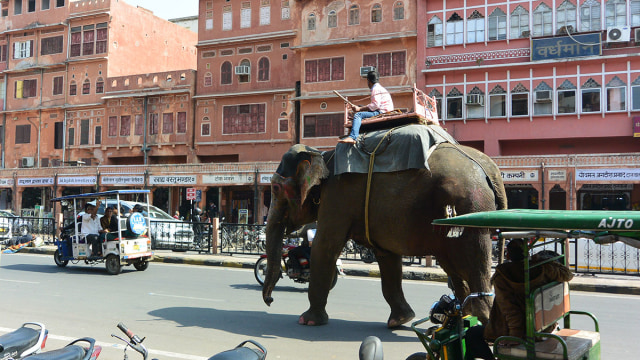 Hewan berkeliaran di jalanan Jaipur (Foto: Nur khafifah/kumparan)