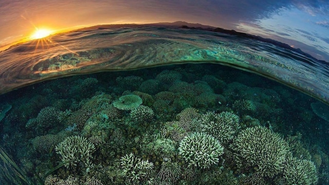 Keindahan bawah laut Pulau Komodo (Foto: Instagram @mongabayid)