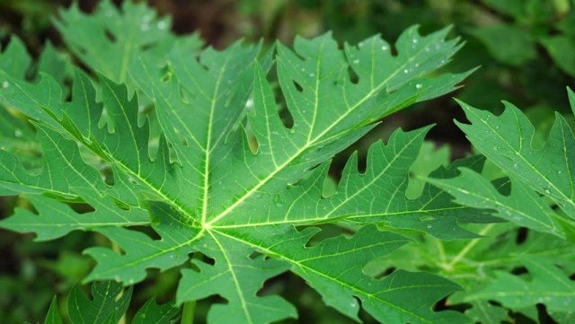 Ilustrasi daun pepaya (Foto: Thinstock)
