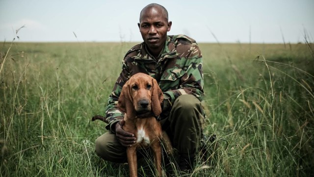 Anjing penjaga hutan di Kenya. (Foto: AFP/Yasuyoshi Chiba)