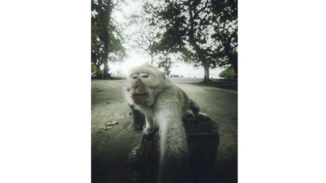 Monyet selfie di Pantai Bama (Foto: Rois Syafi'i)