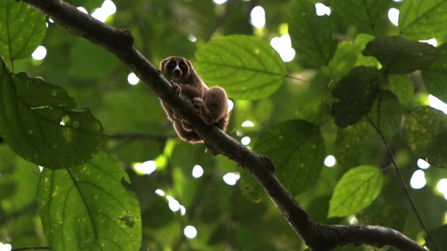 Kukang sumatra (Foto: ANTARA FOTO/Irwansyah Putra)